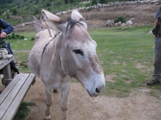 SEJOUR GR20 SUD - REFUGE USCIOLU - GITE DE VERDE-corse-du-sud