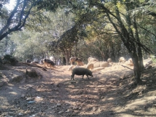 GUITERA-LES-BAINS - LA POINTE DE BOZZI-corse-du-sud