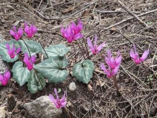 REFUGE ASINAO-corse-du-sud