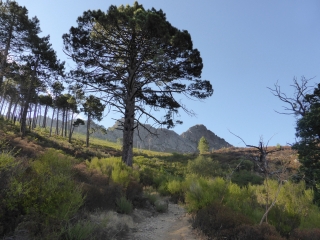 CALENZANA - CORBAGGIO-haute-corse