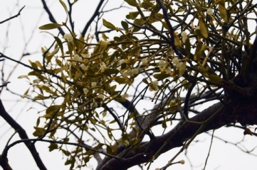 VIERGE DES PINS-cote-dor-dijon