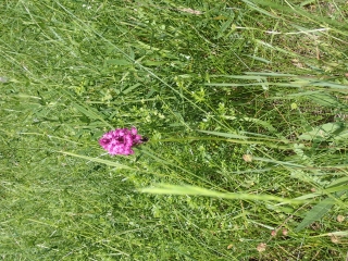 CHAMBOEUF ET FORET COMMUNALE DE FIXIN-cote-dor-dijon