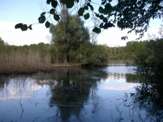 SAINT-BERNARD-cote-dor-dijon