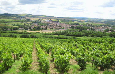 NOLAY-cote-dor-dijon