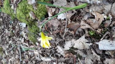 LA JONQUILLE D EPAGNY-cote-dor-dijon