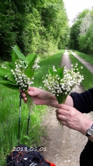 BOIS DE FRESQUES-cote-dor-dijon