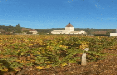 CIRCUIT FIXIN  PAR LES CRETES DE GEVREY CHAMBERTIN - 12KM-cote-dor-dijon