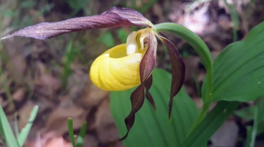MOLOY - ERMITAGE DE VERMELAINE - COMBE DE BELLEFONTAINE-cote-dor-dijon