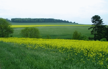 CHAMBOEUF-cote-dor-dijon