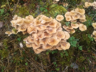 SAVIGNY-LE-SEC-cote-dor-dijon