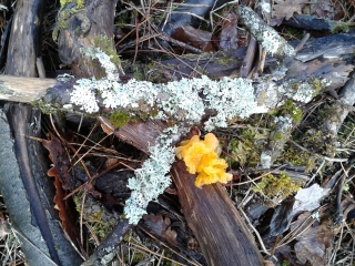 AUX PORTES DE DIJON-cote-dor-dijon