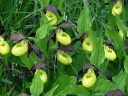 FORET DE MOLOY-cote-dor-dijon