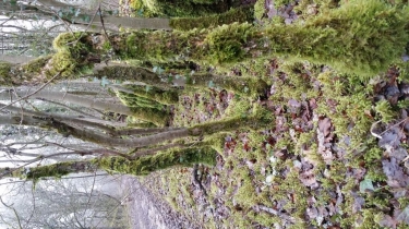 LES BUGNOLLES-cote-dor-dijon