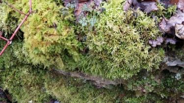 LES BUGNOLLES-cote-dor-dijon