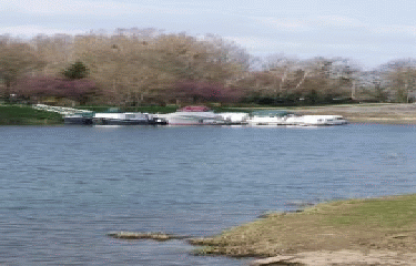 DAME RENAUDE-cote-dor-dijon