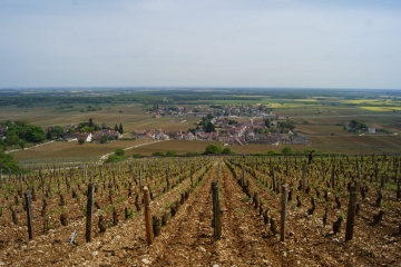 BUERE-cote-dor-dijon