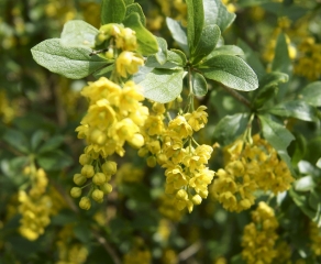 LE CHEMIN DES VACHES-cote-dor-dijon