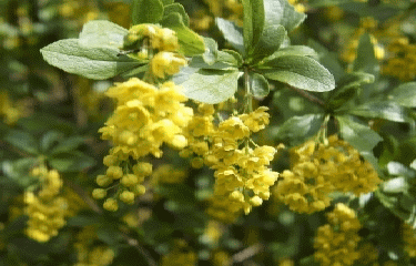 LE CHEMIN DES VACHES-cote-dor-dijon