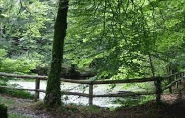 PLOUGONVER ET LA FORET DE COAT AN NOZ-cotes-d-armor