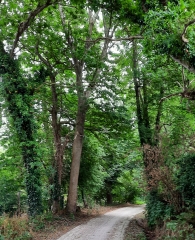 PLENEUF-VAL-ANDRE - PROMENADE DU GOLF