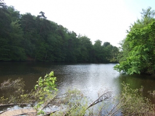 AU NORD DE LA FORET DE COETQUEN-cotes-d-armor