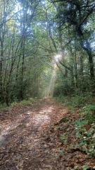 BOIS DE CHARDET-creuse