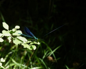 BEAUMONT-DU-PERIGORD (3)-dordogne