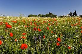 DOMAINE DE LA RHONIE-dordogne