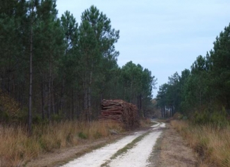 EN FORET A BEAUPOUYET-dordogne