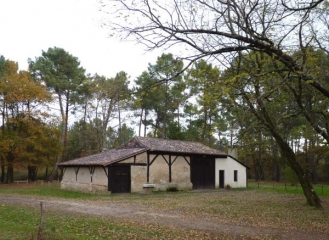 EN FORET A BEAUPOUYET-dordogne