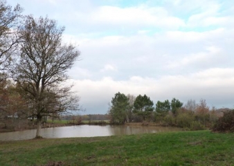 EN FORET A BEAUPOUYET (2)-dordogne