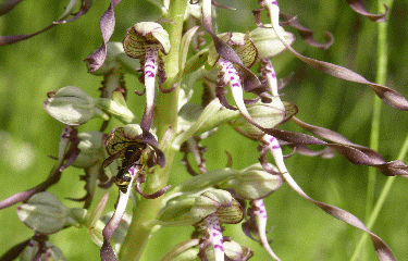 SAINT-ASTIER - DAVALANT-dordogne