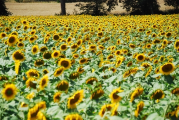 CENAC - ST JULIEN-dordogne