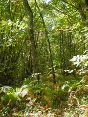 SAINT-GEYRAC - BOUCLE DE LA FORET-dordogne