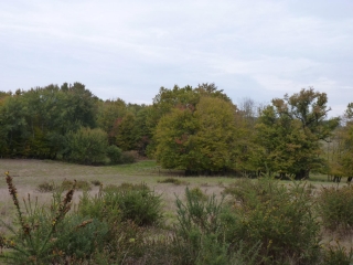 BOSSET - LES BOIS A L EST DU VILLAGE-dordogne