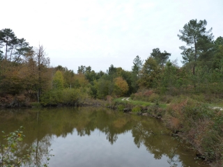 BOSSET - LES BOIS A L EST DU VILLAGE-dordogne