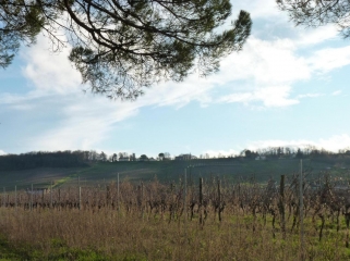 OUEST DE ST-LAURENT-DES-VIGNES-dordogne
