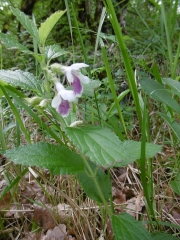 LA ROCHEBEAUCOURT-ET-ARGENTINE - LA BOUCLE-dordogne
