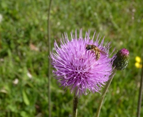 NAUSSANNES - LA BOUCLE DU ROCAL-dordogne