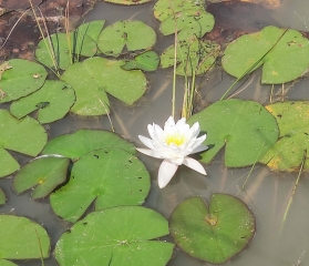 MAURENS (24)-dordogne