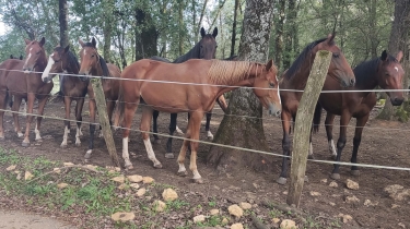 MOLIèRES (24)-dordogne