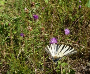 SAINT PIERRE D EYRAUD-dordogne