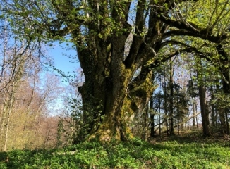 RANDEVILLERS - LA COMBE DE HAUTPRE-doubs