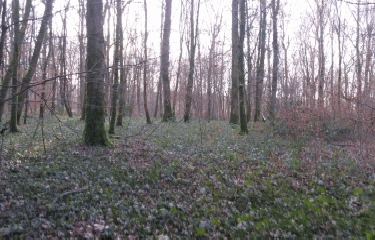 CUSSEY - RUISSEAU D AUXON-doubs