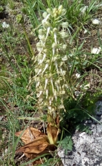 ENTRE AMANCEY ET FERTANS-doubs