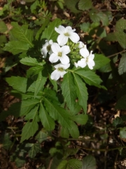CROUZET-MIGETTE - ROUTE DES SAPINS-doubs