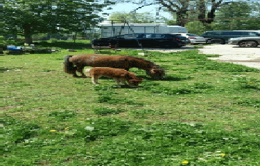 FORT MALHER LE FER A CHEVAL LES JANTETS-doubs