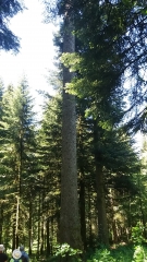 CIRCUIT SAPIN PRESIDENT-doubs