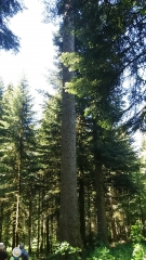 CIRCUIT SAPIN PRESIDENT-doubs