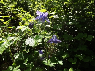 PROMENADE EN FORETS DE FLAGEY ET SILLEY-doubs